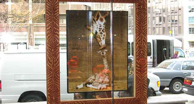 WINDOW DISPLAY: Giraffe Portrait for Jewelery Store